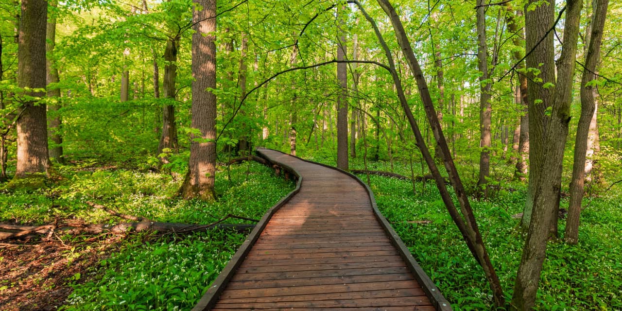 Nationalpark Hainich Baumkronenpfad